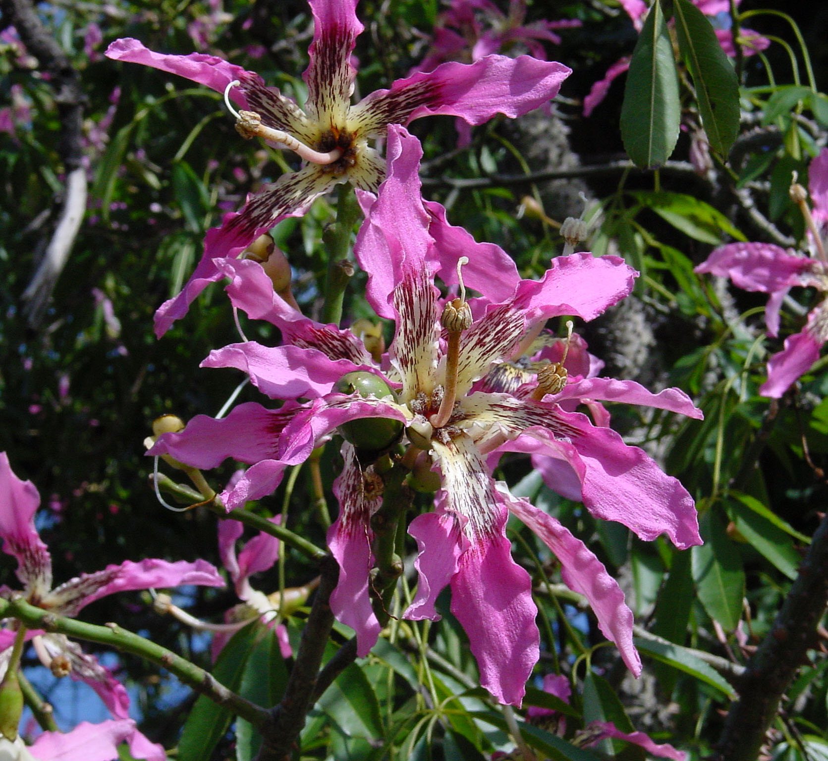 Die rosafarbene Blüte des Palo borracho