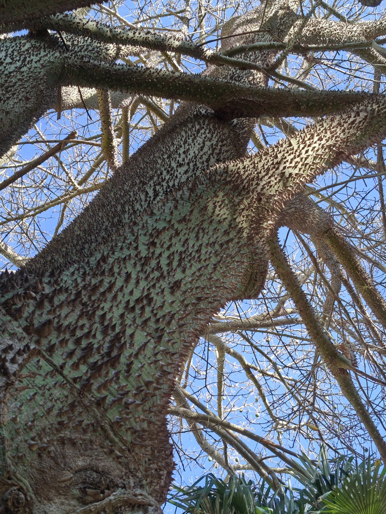 Der stachelige Stamm eines Palo-borracho-Baumes in El Majuelo, von unten gesehen
