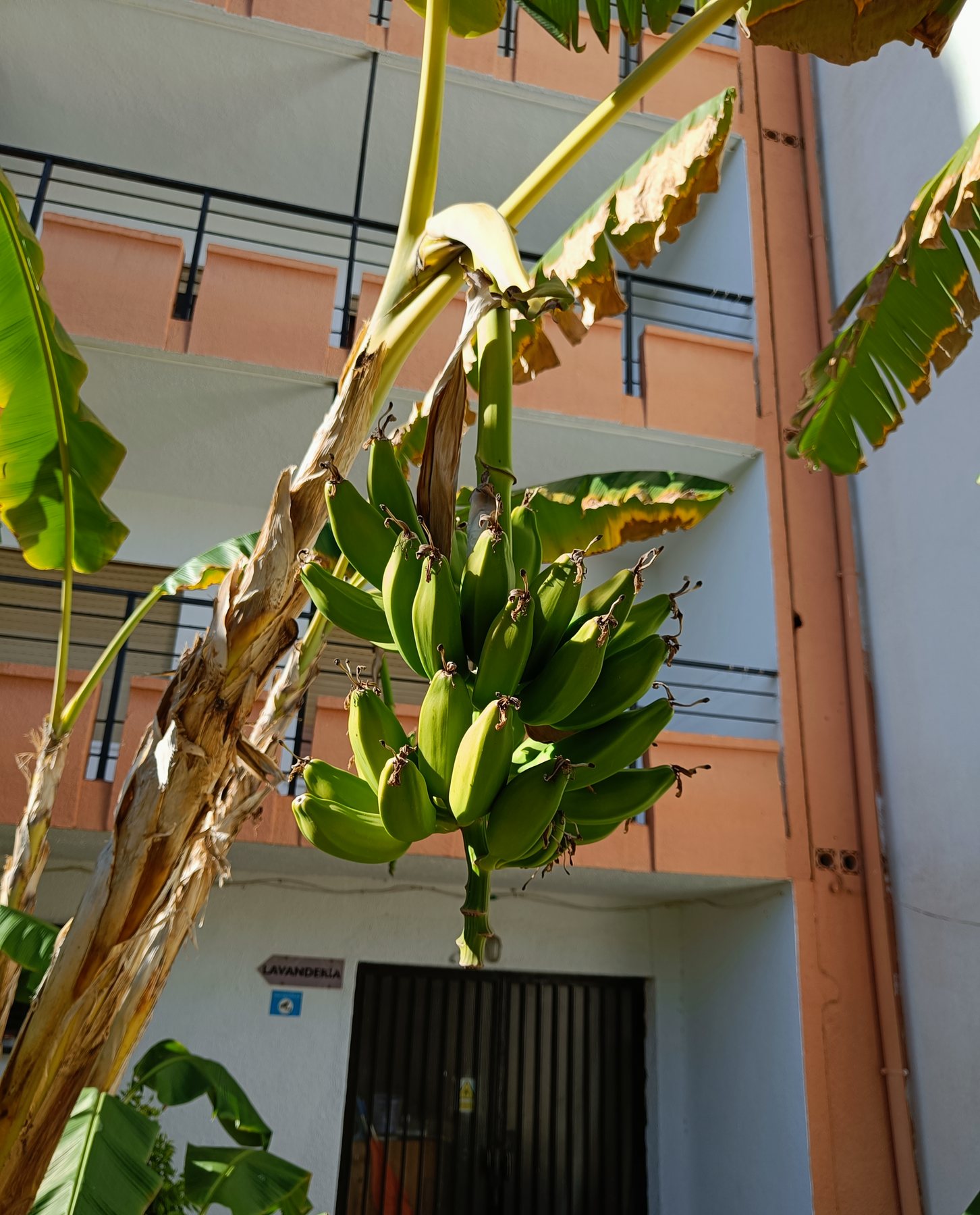 Plátanos en el árbol del jardín