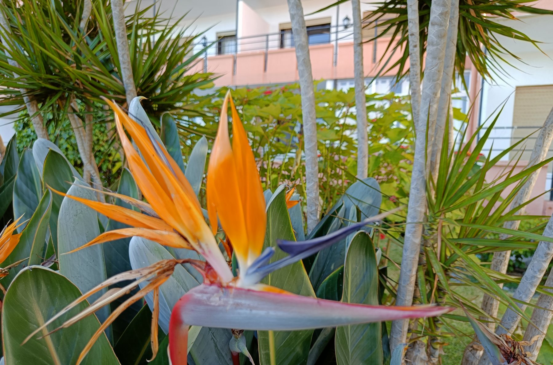 Ave del paraíso en el jardín