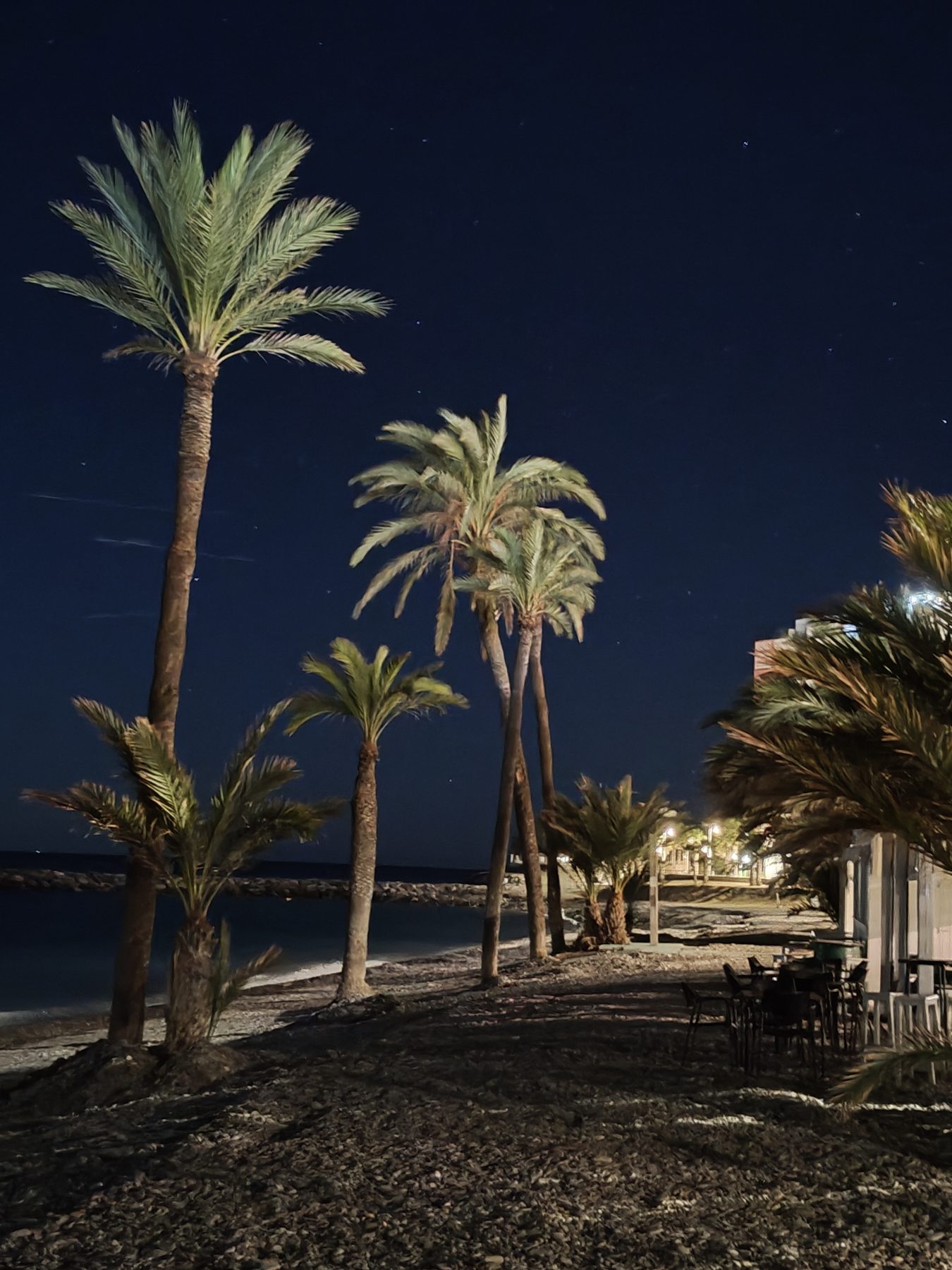 Palmeras en el paseo marítimo por la noche